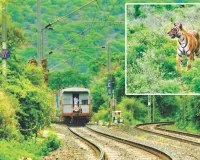 इनसाइड स्टोरी : पूरी रात रेलवे ट्रैक के पास पर बैठी रही बाघिन  कनकटी, टला ब्रोकन टेल जैसा हादसा