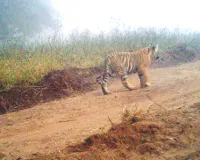 रणथंभौर टाइगर रिजर्व : बाघिन टी-2307 दिखी तीन शावकों के साथ, डीसीएफ ने स्टाफ को मॉनिटरिंग बढ़ाने के दिए निर्देश 