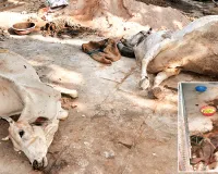 दुर्गंध के बीच कैसे करें उपचार, डॉक्टर खुद होने लगे बीमार, बदबू के कारण सांस लेना  हो रहा  मुश्किल 