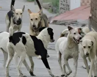 स्ट्रीट डॉग की जिम्मेदारी डॉग लवर्स को मिले तो श्वान समस्या से मिले मुक्ति