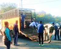 विद्याधर नगर किशन बाग में निगम की कार्रवाई : 2 अवैध डेयरियां सील, सड़कों पर घूम रहे 41 गौवंश का रेस्क्यू 