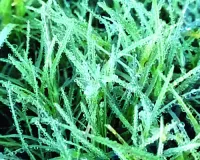 उत्तर से आ रही बर्फीली हवाओं ने बढ़ाई सर्दी : खेतों में पाला पड़ना शुरू, फसलों को नुकसान