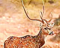 सलमान प्रकरण के बाद थमा गया था वन्य जीवों का शिकार : शिकारी फिर उठाने लगे सिर, 10 वर्ष में 300 पहुंचा हिरण शिकार का आंकड़ा 