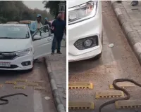 आमेर में सड़क पर दिखा सांप:  पास ही खड़े होकर सेल्फी ले रहे थे लोग