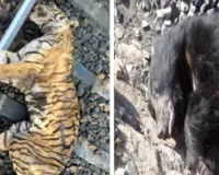 टाइगर से चीते तक के खून से सने हाईवे और रेलवे ट्रेक, जंगल में तीन तरफ से मौत का जाल