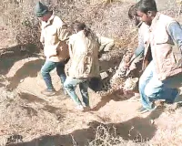राजसमंद जिले के देलवाड़ा क्षेत्र की घटना : रेस्क्यू करने गए चार वनकर्मियों को उग्र पैंथर ने कर डाला घायल, भागते-भागते दम तोड़ा