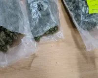 एक करोड़ की हाइड्रोपोनिक वीड बरामद, पार्सल चिप्स के पैकेट के नीचे छिपाकर रखा था वीड 