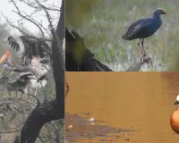 राजस्थान बने प्रवासी पक्षियों का स्वर्ग, 10 लाख से अधिक मेहमानों की मौजूदगी!