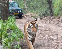 सरिस्का में सैलानियों को लगातार हो रहे हैं बाघ-बाघिन के दीदार