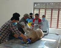 वन्य जीव प्रेमियों के लिए बुरी खबर: रणथंभोर केे छाण वन क्षेत्र में मृत अवस्था में मिला पैंथर, वन विभाग ने करवाया पोस्मार्टम