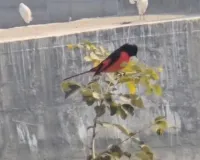 कॉर्बेट नेशनल पार्क में दिखा दुर्लभ और खूबसूरत पक्षी''लॉन्ग टेल मिनिवेट'',पक्षी प्रेमियों में उत्साह