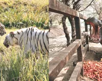 नाहरगढ़ जैविक उद्यान : टाइगर और लायन सफारी बनी रही आकर्षण का केन्द्र, एक वर्ष में 3.73 लाख से अधिक पर्यटकों ने किया वन्यजीवों का दीदार