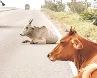 हाइवे पर आवारा पशुओं से हादसे का खतरा : जयपुर-आगरा और जयपुर-रेवाड़ी राष्ट्रीय राजमार्ग कॉरिडोर पर बचाव का पायलट प्रोजेक्ट लॉन्च, वाहनों के साथ जनहानि