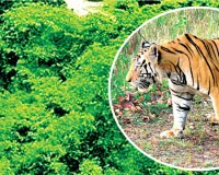 रणथंभौर से बाघ आया और 8 दिन में ही जंगल में छोड़ा लेकिन 13 महीनों से कैद बाघिन अब भी आजादी को तरसी, दो वर्ष पहले बाघ को रामगढ़ और बाघिन को मकुंदरा में किया था शिफ्ट