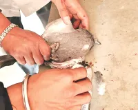 चाईनीज मांझे का कहर : 157 पक्षी हुए घायल, रोक के बावजूद खुलेआम बिका मांझा 