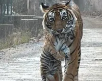 बाघिन सुल्ताना टी 107 शावकों की शिफ्ट करती आई नजर, शावकों संग सड़क पर मूवमेंट से वन विभाग अलर्ट