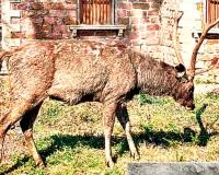 सांभर और हिरणों की जिंदगी निगल गई पॉलीथिन : 6 वन्यजीवों की दर्दनाक मौत, सांभर व हिरणों के पेट से निकली 10 से 15 किलो पॉलीथिन