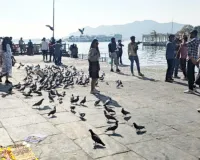 सोशल मीडिया पर छाई लेकसिटी : दो लाख 80 हजार घरेलू और 20 हजार 133 परदेशी पावणों के हुए पग फेरे, तोड़े रिकॉर्ड