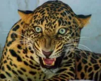 भीलवाड़ा में मंदिर परिसर में दिखा तेंदुआ : लोगों में दहशत, स्थानीय लोगों में बढा डर