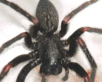 शोधकर्ताओं ने दिल के दौरे लिए मकड़ी के जहर से बनी दवा का परीक्षण किया शुरू, जानें पूरा मामला 