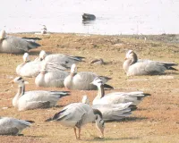 एक साल में बढ़ी 3500 से ज्यादा देसी विदेशी परिंदों की संख्या,ईको सिस्टम में पक्षियों की भूमिका पर बढ़ रहे शोध