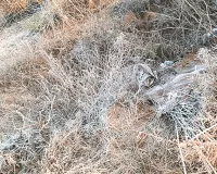 माउंट आबू में  माइनस 2 डिग्री पारा कई जगह शीतलहर ने ठिठुराया, दो दिन फिर मावठ की बारिश,