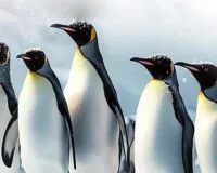 समुद्री जीवन के रक्षक : राष्ट्रीय पेंगुइन दिवस का महत्व