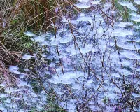 सर्दी ने खिलाए बर्फ के फूल : कोहरे और शीतलहर से प्रदेश में हाड़ कंपाने वाली ठंड, अभी और गिरेगा पारा