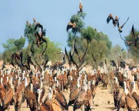 पाकिस्तान के रास्ते होते हुए हजारों किलोमीटर का सफर तय कर बीकानेर पहुंचे कई देशों से 10,000 गिद्ध