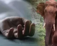 बहराइच में जंगली हाथियों का आतंक, नेपाली महिला हुई शिकार