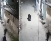 उत्तराखंड में बढ़ी वन्यजीवों की सक्रियता : मैदानी इलाकों में भालू और हाथी से दहशत, गलियों में आए नजर