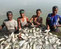 मेघालय सरकार का बड़ा फैसला, बांग्लादेश से मछली के अवैध आयात पर लगाई रोक