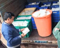 मिलावट के खिलाफ अभियान : 700 किलो मिलावटी पनीर कराया नष्ट, अलवर से मंगवाकर खुदरा विक्रेताओं को किया जाता था सप्लाई