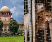 स्ट्रीट डॉग पर सुनवाई के दौरान सुप्रीम कोर्ट ने कहा, सुबह-सुबह कौन सा कुत्ता किस मूड में है, यह आप नहीं जान सकते हैं....