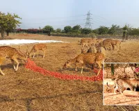 टाइगर-लॉयन को मल्टी विटामिन तो भालू खा रहा अंडे-पिंड खजूर, सर्दियां आते ही अभेड़ा बायोलॉजिकल पार्क में वन्यजीवों का बदला डाइट प्लान