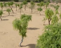 खेजड़ी बचाओ आंदोलन चौथे दिन भी जारी : दो संभागों में ही नहीं, राज्यभर में बंद हो खेजड़ीकी कटाई