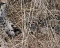 कूनो नेशनल पार्क में 5 चीता शावकों का जन्म : आबादी बढ़कर 35 हुई, यादव ने कहा- प्रोजेक्ट चीता के लिए यह गर्व और खुशी का पल