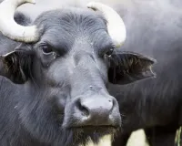 चाकसू पुलिस की बड़ी कार्रवाई : भैंस चोरी की दर्जनभर वारदातों का खुलासा, पांच आरोपी गिरफ्तार 