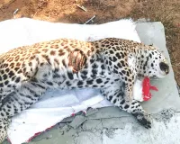 नाहरगढ़ अभयारण्य वन क्षेत्र में मिला दो दिन पुराना लेपर्ड का शव, बायोलॉजिकल पार्क स्थित रेस्क्यू सेंटर में किया पोस्टमार्ट्म 