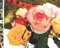 फस्लेबहार की तस्दीक : 300 किस्मों के गुलाबों ने जीता दिल, प्रदर्शनी में फूलों का राजा गुलाब पूरे शबाब पर और अलग अलग कलर में खिले