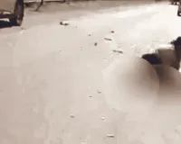 बेकाबू ट्रेलर ने महिला पर्यटक को कुचला : सड़क पर 50 मीटर तक बिखरे शरीर के अवशेषों से लिपटकर फफकती रही बेटी