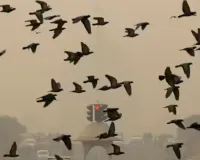 पक्षियों के लिए जानलेवा साबित हो रहा है ध्वनि प्रदूषण