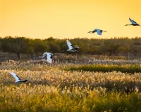 वन्यजीव संरक्षण के लिए चीन ने तैयार की नयी आद्रभूमि संरक्षण व्यवस्था, इकोलॉजिकल प्रयासों को मिलेगा बढ़ावा 