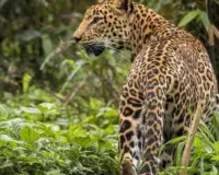 किसान ने कुल्हाड़ी से लेपर्ड का सिर फाड़ा: मौके पर तोड़ा दम, 15 मिनट तक चला खूनी संघर्ष