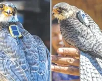 मणिपुर से अमूर फाल्कन दक्षिण अफ्रीका पहुंचे : संरक्षण के लिए उनके प्रवास को किया जा रहा ट्रैक, वापसी यात्रा पर निगरानी जारी