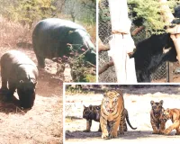 नाहरगढ़ जैविक उद्यान वन्यजीव संरक्षण का नया केंद्र : बढ़ी प्रजातियों की संख्या, भेड़ियों के लिए तैयार हो रहा विशेष कंजर्वेशन एवं ब्रीडिंग सेंटर