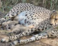 कूनो नेशनल पार्क में 3 शावकों का जन्म : अब भारत में 38 चीतें, पर्यावरण मंत्री ने सोशल मीडिया पर की घोषणा