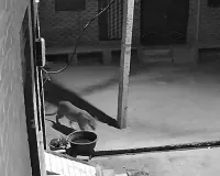 शहर की सड़क पर नजर आया लेपर्ड : कुत्ते का शिकार करने के लिए बढ़ा आगे, वन विभाग की टीम ने चलाया सर्च अभियान