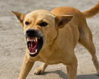 स्कूल के गेट के बाहर बच्चे के सिर से चमड़ी चींच ले गया कुत्ता, पहली बार बड़े भाई के साथ गया था स्कूल 