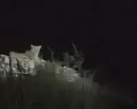 आमेर के सागर रोड पर लेपर्ड की दस्तक: हर्षनाथ भैरव मंदिर के पास दीवार पर बैठा रहा तेंदुआ, सोशल मीडिया पर वीडियो हुआ वायरल 